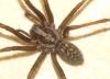 Eratigena sp.